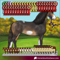 Horse Color:Buckskin Tobiano Frame 