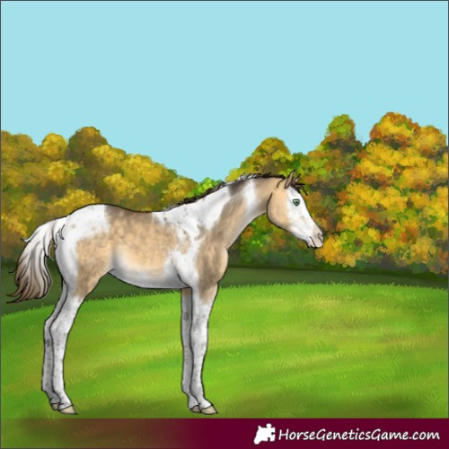 Horse Color:Buckskin Dun Splash Tobiano Appaloosa 