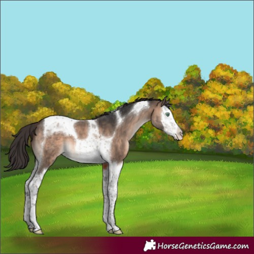 Horse Color:Brown Dun Mushroom Splash Tobiano 
