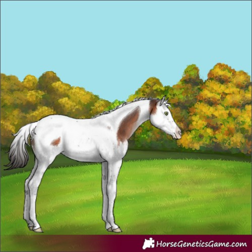 Horse Color:Brown Mushroom Splash Tobiano Appaloosa 