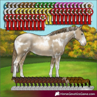 Horse Color:White Spotted Smoky Black Pearl Sabino Rabicano 