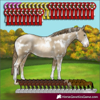 Horse Color:White Spotted Smoky Black Pearl Sabino Rabicano