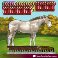 Horse Color:White Spotted Smoky Black Pearl Sabino Rabicano 