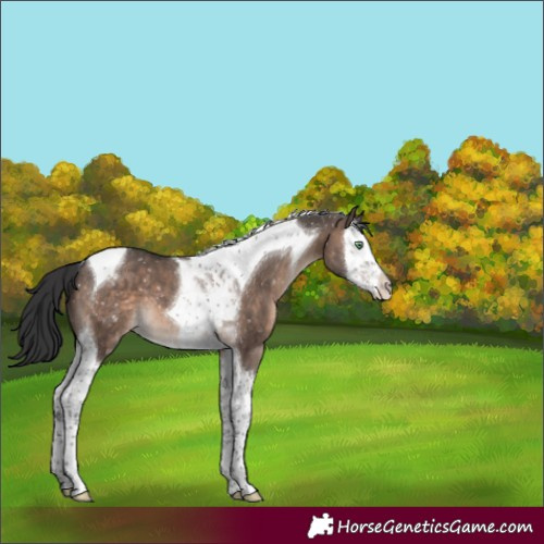 Horse Color:Brown Dun Mushroom Splash Tobiano Appaloosa 