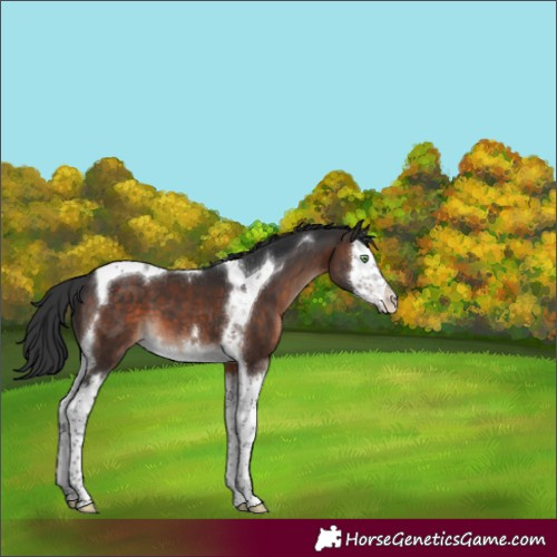 Horse Color:Brown Mushroom Splash Tobiano 