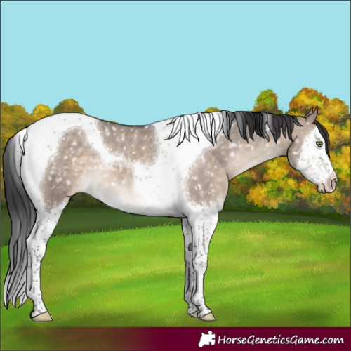 Horse Color:Brown Dun Mushroom Splash Tobiano Appaloosa 