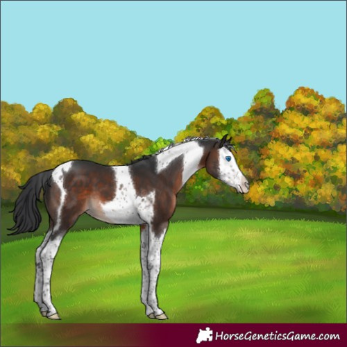 Horse Color:Brown Mushroom Splash Tobiano