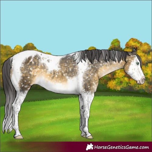 Horse Color:Buckskin Mushroom Splash Tobiano Blanket 