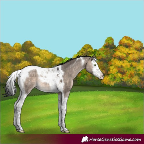 Horse Color:Brown Dun Mushroom Splash Tobiano Appaloosa 