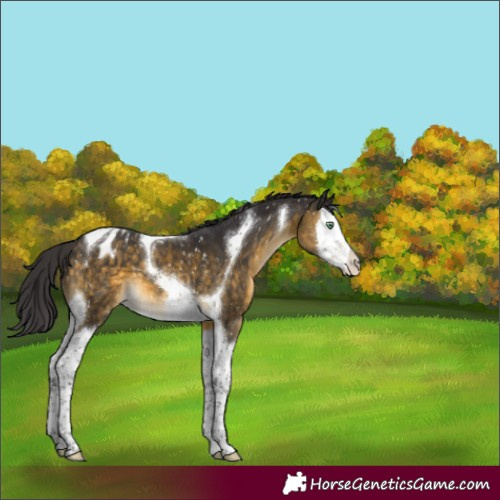 Horse Color:Buckskin Mushroom Splash Tobiano Appaloosa 