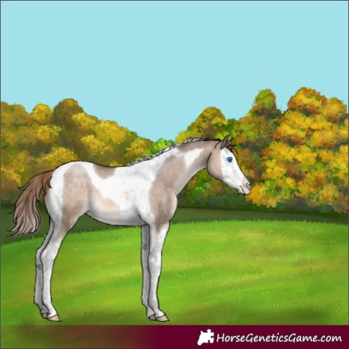 Horse Color:Brown Pearl Dun Mushroom Splash Tobiano 
