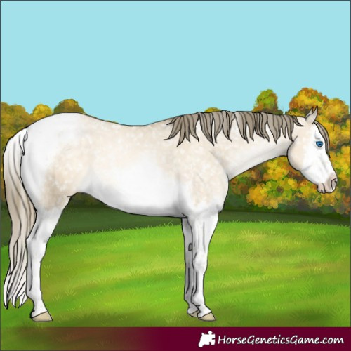 Horse Color:Buckskin Pearl Dun Mushroom Splash Tobiano Appaloosa 