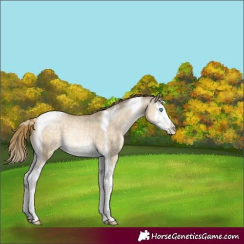 Horse Color:Buckskin Pearl Dun Mushroom Splash Tobiano 