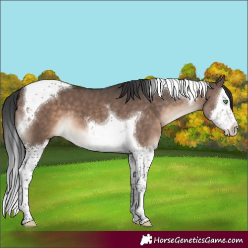 Horse Color:Brown Dun Mushroom Splash Tobiano