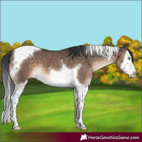 Horse Color:Brown Dun Mushroom Splash Tobiano 