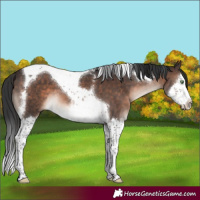 Horse Color:Brown Mushroom Splash Tobiano 