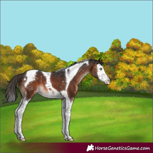 Horse Color:Brown Mushroom Splash Tobiano Appaloosa