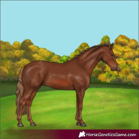 Horse Color:Chestnut 