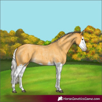 Horse Color:Silver Buckskin Roan Splash 