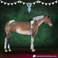 Horse Color:Brown Dun Tobiano 