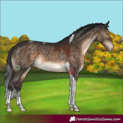 Horse Color:Brown Dun Sabino Tobiano Appaloosa 