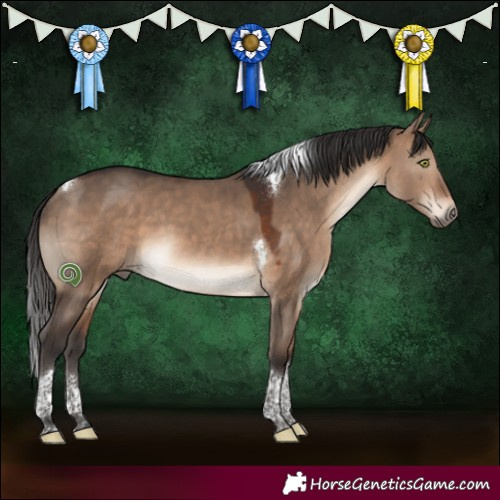 Horse Color:Brown Dun Tobiano 
