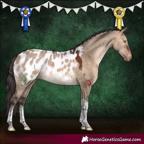 Horse Color:White Spotted Bay Dun Tobiano Near Leopard 