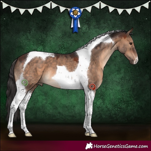 Horse Color:Brown Dun Tobiano 