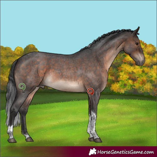 Horse Color:Brown Roan Tobiano 