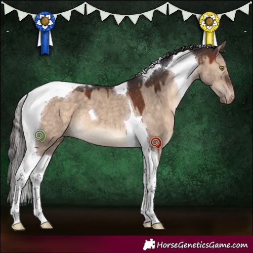 Horse Color:Brown Dun Tobiano Appaloosa 