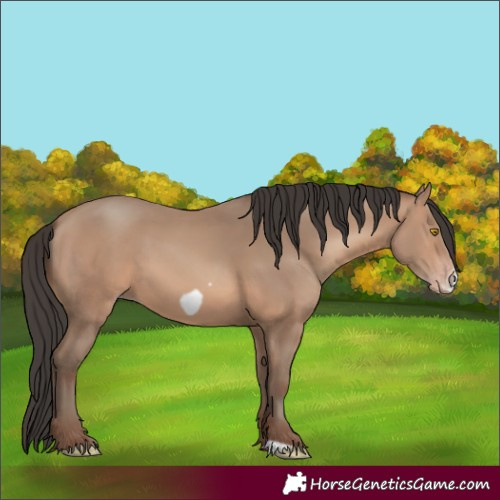 Horse Color:Sable Champagne Frame 