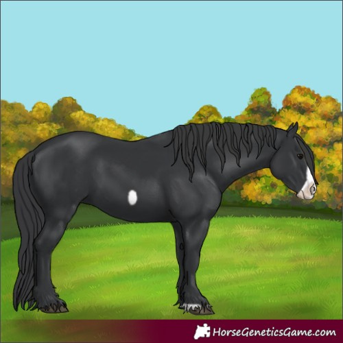 Horse Color:Black Frame 