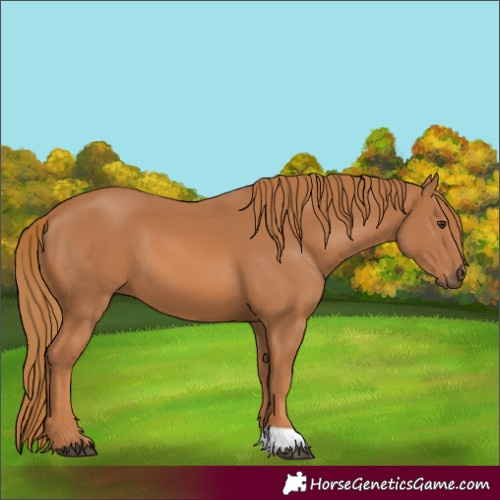 Horse Color:Chestnut 