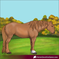 Horse Color:Chestnut 