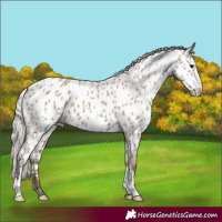 Horse Color:Silver Grullo Appaloosa