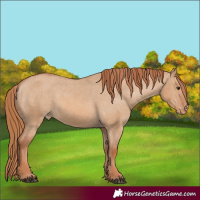 Horse Color:Red Dun Varnish 