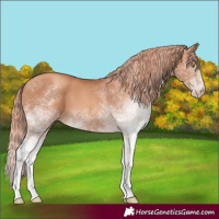 Horse Color:White Spotted Gold Champagne 