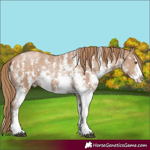 Horse Color:Black Pearl Sabino Splash 