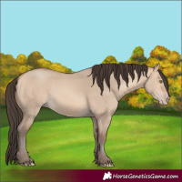 Horse Color:Amber Champagne Dun 