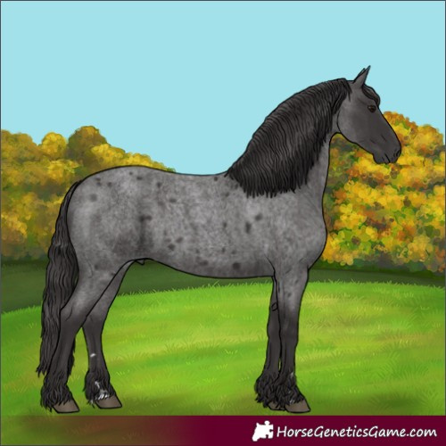 Horse Color:Smoky Blue Roan 