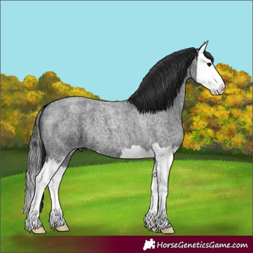 Horse Color:Blue Roan Splash 