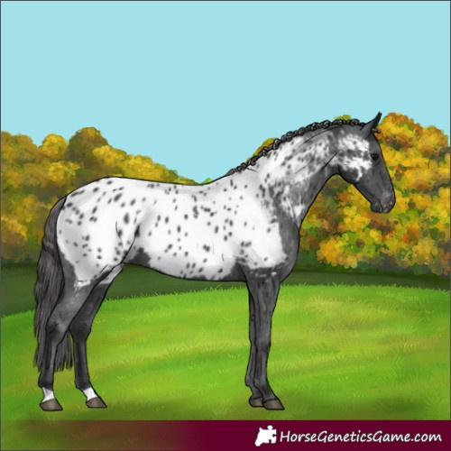 Horse Color:Black Near Leopard Rabicano