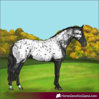 Horse Color:Black Appaloosa Rabicano 