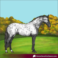 Horse Color:Black Appaloosa Rabicano 
