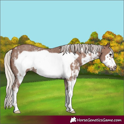 Horse Color:Silver Black Sabino Frame 