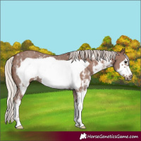 Horse Color:Silver Black Sabino Frame