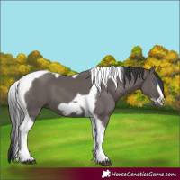 Horse Color:Smoky Grullo Tobiano Frame 