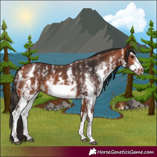 Horse Color:Bay Sabino Frame Rabicano 
