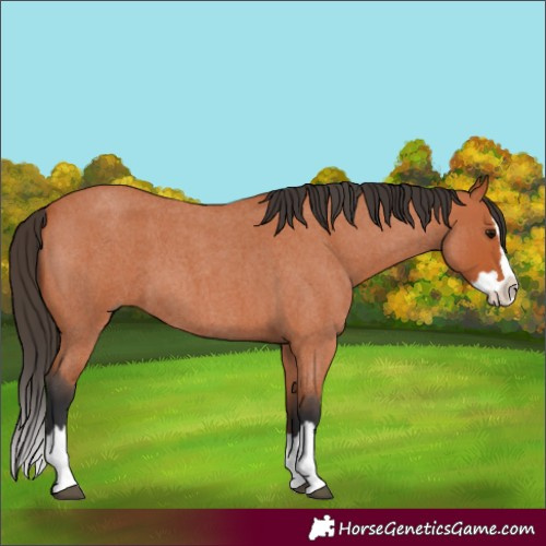 Horse Color:Bay Roan Splash