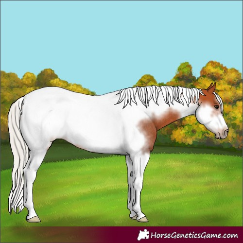 Horse Color:Silver Bay Tobiano Frame Rabicano 